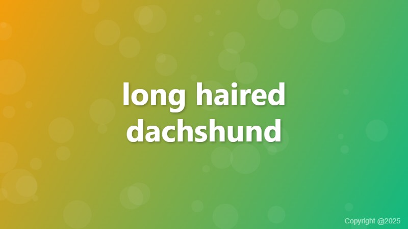 long haired dachshund